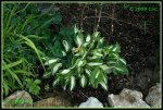 Hosta IMG_2144a_prot.jpg