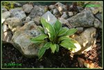 Hosta IMG_2133a_prot.jpg