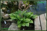 Hosta IMG_2121a_prot.jpg