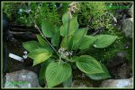 Hosta IMG_2123a_prot.jpg