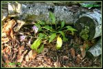 Hosta IMG_2136a_prot.jpg