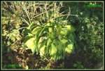 Hosta IMG_2146a_prot.jpg