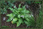 Hosta IMG_2152a_prot.jpg