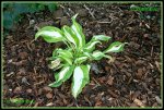 Hosta IMG_2153a_prot.jpg