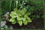 Hosta IMG_2150a_prot.jpg