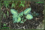 Hosta IMG_2158a_prot.jpg