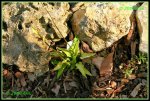 Hosta (Lemon Lime) IMG_2137b_prot.jpg