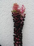 IMGblüte.JPG