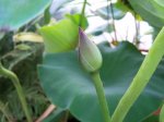 Lotos-Maggie-Bell-Slocum-01.jpg
