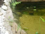 Teich im August 035.JPG