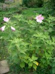 Hibiscus moscheutos Habitus.jpg