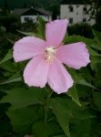 Hibiscus moscheutos Blüte.jpg