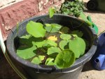 Nelumbo lutea8.jpg