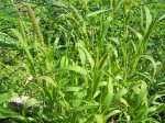 Gras.1.jpg Gras.1.jpg