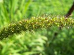 Gras.3.jpg Gras.3.jpg