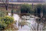 Teich 2.jpg Teich 2.jpg