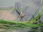 IMG_9702-small.jpg