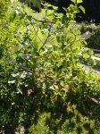 DSC00348A.jpg