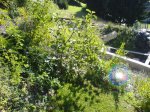 DSC00349A.jpg