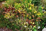 Moorbeet 2 12_08_08.jpg