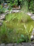 Teich.JPG