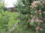 Blumen, Gelände, Hunde 226.jpg
