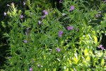 DSC05874_Weidenroeschen.JPG
