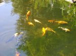 Teich2.jpg