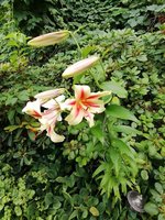 IMG_20210719_173711.jpg