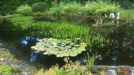 Teich1.jpg Teich1.jpg