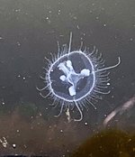 Medusa1 (2).jpg