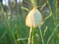 Elfenbein-Flechtenbärchen (Cybosia mesomella).JPG