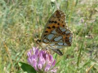 Kleiner Perlmutterfalter, (Issoria lathonia).JPG