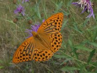 Kaisermantel (Argynnis paphia).JPG