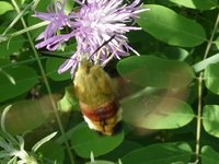 Hummelschwärmer (Hemaris fuciformis).JPG