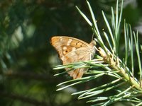 Kleine Schillerfalter (Apatura ilia).JPG