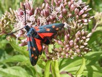 veränderliches Rotwiderchen (Zygaena ephialtes) i.JPG