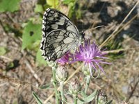 Schachbrettfalter(Melanargia galathea).JPG