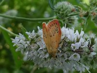 Rosen-Flechtenbärchen (Miltochrista miniata).jpg