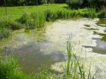 Teich_08.08 004.jpg