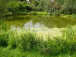 Teich_08.08 005.jpg