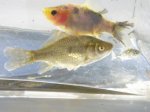 Was ist das für ein Fisch.jpg Was ist das für ein Fisch.jpg