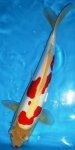 aoki doitsu kohaku 38cm.jpg