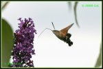 Taubenschwaenzchen (Macroglossum stellatarum) IMG_3378b_prot.jpg