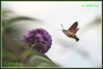 Taubenschwaenzchen (Macroglossum stellatarum) IMG_3413b_prot.jpg