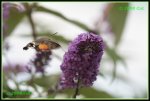 Taubenschwaenzchen (Macroglossum stellatarum) IMG_3435b_prot.jpg