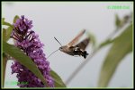 Taubenschwaenzchen (Macroglossum stellatarum) IMG_3392b_prot.jpg