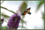 Taubenschwaenzchen (Macroglossum stellatarum) IMG_3432b_prot.jpg