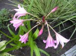 mini-Gartenorchidee (2).JPG