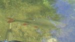 Unbekannter Fisch1.JPG Unbekannter Fisch1.JPG